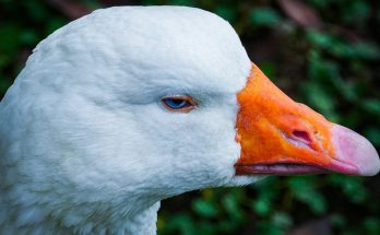 皮秒激光幾耐做一次：揭開美膚頻率的奧秘