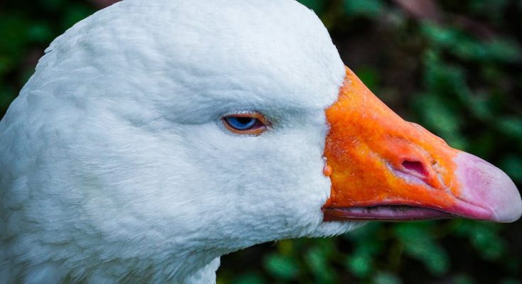 皮秒激光幾耐做一次:揭開美膚頻率的奧秘