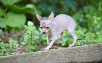 獸醫急症：寵物緊急護理的重要指南