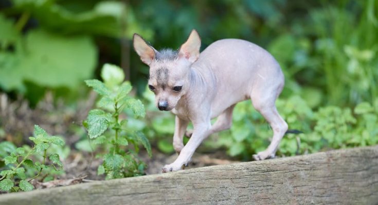 獸醫急症：寵物緊急護理的重要指南