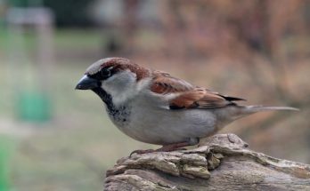 驗樓服務：專業又輕鬆的居家檢查指南