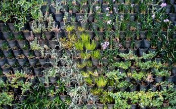 打造理想天台花園：從故事中學習實用教訓