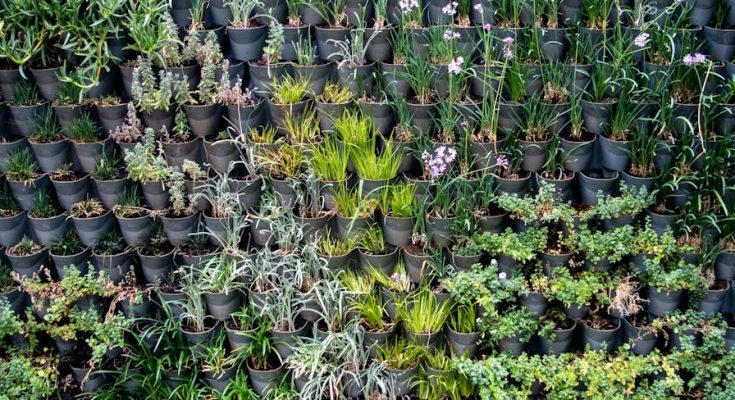 打造理想天台花園：從故事中學習實用教訓