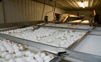 食物制造廠的文化展示與專業解讀