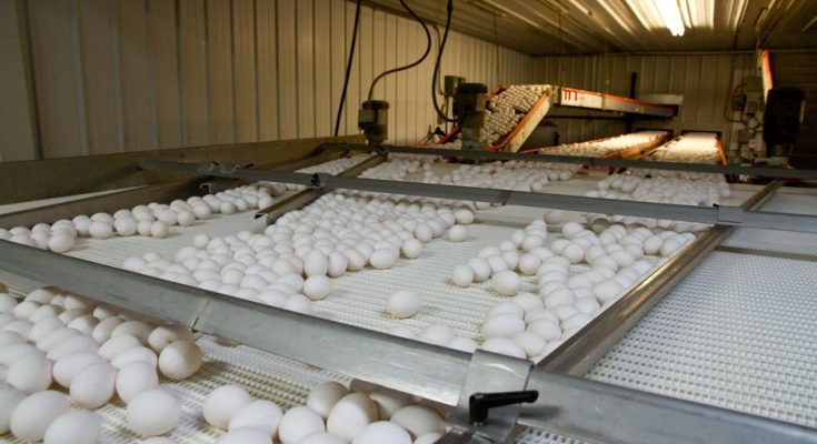 食物制造廠的文化展示與專業解讀